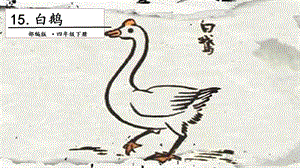 人教部編版四年級下冊語文15 白鵝. 第二課時 課件.pptx