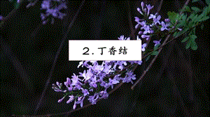 人教部編版六年級上冊語文2 丁香結 課件.pptx
