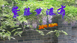 人教部編版七年級下語文18.紫藤蘿瀑布課件.pptx