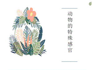 冀人版三年級下冊科學(xué)09動物的特殊感官課件（共14張ppt）.pptx