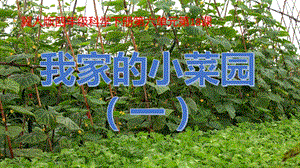 冀人版四年級(jí)下冊(cè)科學(xué)18：《我家的小菜園（一）》課件.pptx