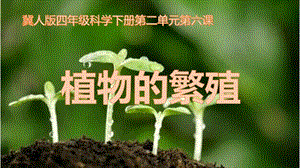 冀人版四年級下冊科學(xué)06：植物的繁殖課件.pptx
