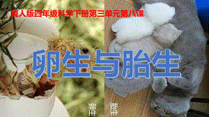 冀人版四年級下冊科學(xué)08：卵生與胎生課件.pptx