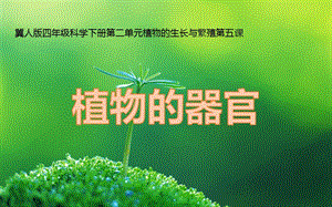 冀人版四年級下冊科學(xué)05：植物的器官課件.pptx