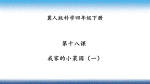 冀人版四年級下冊科學18：我家的小菜園（一） 課件.pptx