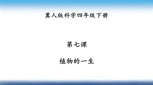 冀人版四年級下冊科學07：第七課植物的一生課件33張.pptx