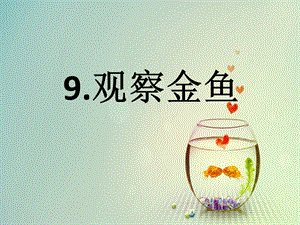 冀人版一年級上冊科學(xué)9《觀察金魚》課件.pptx