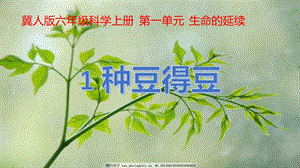 冀人版六年級上冊科學第01課種豆得豆課件.pptx