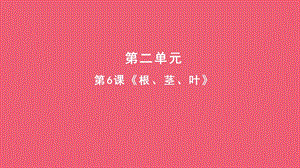 人教鄂教版三年級下冊科學6根莖葉課件(共9張PPT).pptx
