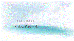 人教鄂教版三年級下冊科學8鳳仙花的一生課件.pptx