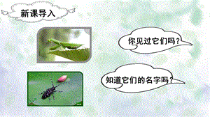 人教部編版二年級下冊語文（教學課件）11.我是一只小蟲子.pptx