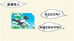 人教部編版二年級(jí)下冊(cè)語文（教學(xué)課件）9.楓樹上的喜鵲.pptx.pptx