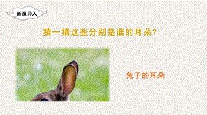 人教部編版二年級下冊語文（上課課件）19.大象的耳朵.pptx