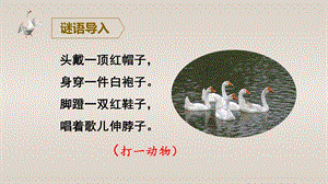 人教部編版四年級下冊語文（教學課件）15.白鵝.pptx