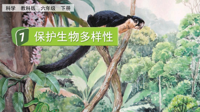 教科版六年級下冊科學2.7 保護性物多樣性-課件+視頻素材.rar