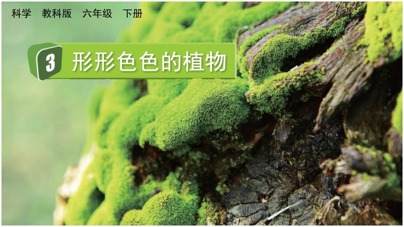 教科版六年級(jí)下冊(cè)科學(xué)2.3形形色色的植物-課件+視頻素材.rar