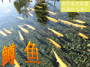 冀少版五年級上冊音樂鱒魚課件.ppt