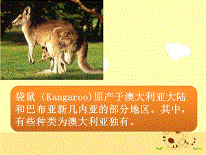 人音版一年級上冊音樂袋鼠課件二.ppt