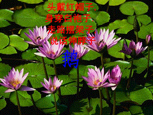 人音版一年級上冊音樂詠鵝課件一.ppt