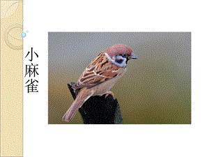 人音版二年級(jí)上冊(cè)音樂小麻雀課件2.ppt