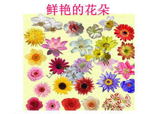 贛美版一年級下冊美術鮮艷的花朵課件.ppt