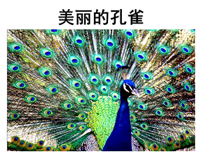 贛美版一年級下冊美術(shù)美麗的孔雀課件.ppt