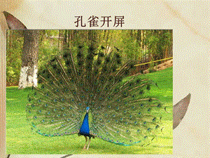 西師大版二下音樂(lè)_孔雀開(kāi)屏 課件.ppt