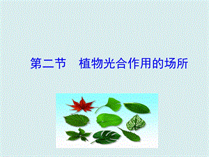 蘇教版七上生物第二節(jié)植物光合作用的場所 課件.ppt