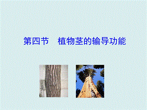 蘇教版七上生物第四節植物莖的輸導功能 課件.ppt