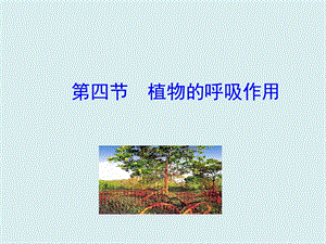 蘇教版七上生物第四節植物的呼吸作用 課件.ppt