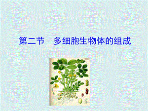 蘇教版七上生物第二節多細胞生物體的組成課件.ppt