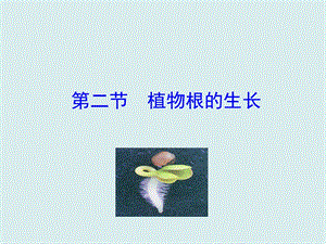 蘇教版七上生物第二節(jié)植物根的生長 課件.ppt