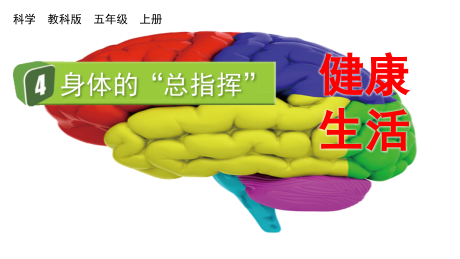 教科版五上科學4.4身體的“總指揮”課件含視頻素材.rar