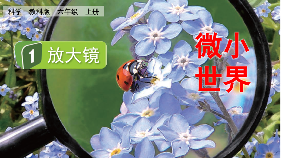 教科版六上科學(xué)1.1放大鏡課件含視頻素材.rar