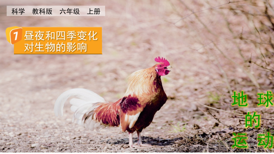 教科版六上科學(xué)2.7晝夜和四季變化對(duì)生物的影響課件含視頻素材.rar