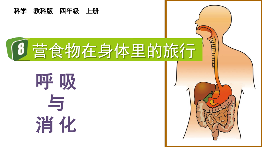 教科版四上科學(xué)2.8 食物在身體里的旅行 課件含視頻素材.rar