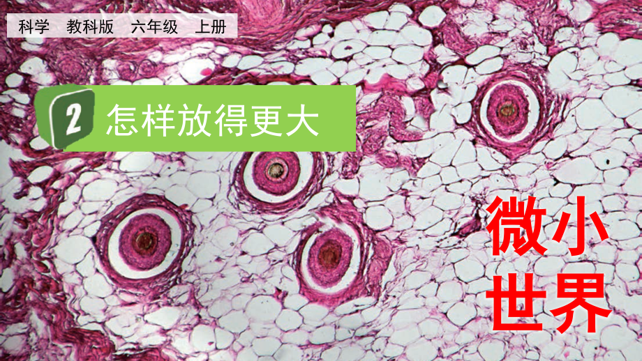 教科版六上科學1.2怎樣放得更大課件含視頻素材.rar