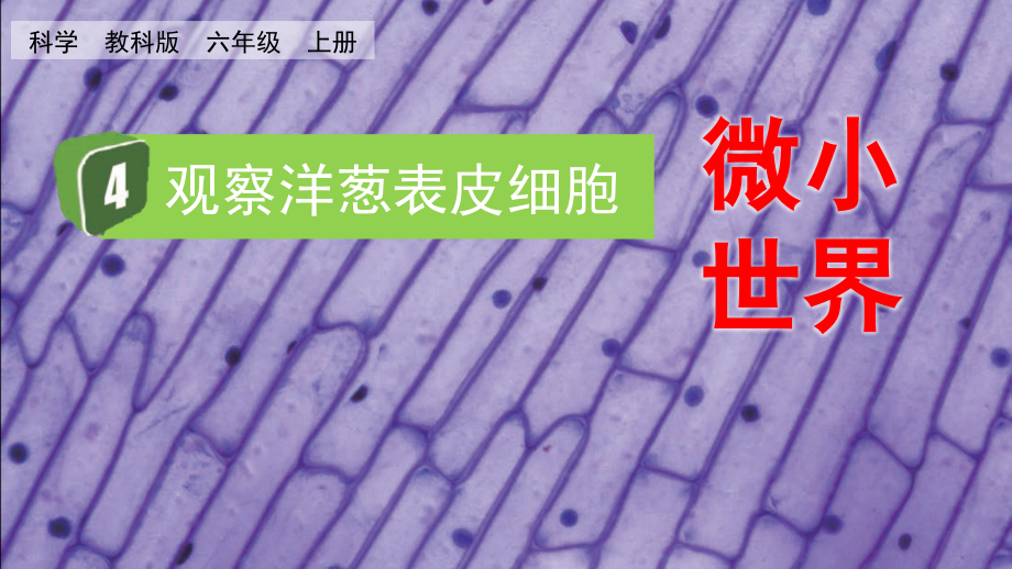 教科版六上科學(xué)1.4觀察洋蔥表皮細胞課件含視頻素材.rar