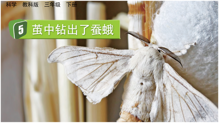 教科版三下科學2.5 繭中鉆出了蠶蛾 課件含視頻素材.rar