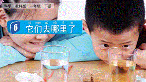 教科版一下科學1.6 它們去哪里了 課件.pptx