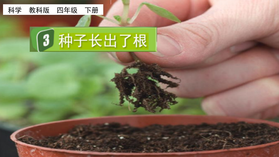 教科版四下科學(xué)1.3 種子長(zhǎng)出了根 課件含視頻素材.rar