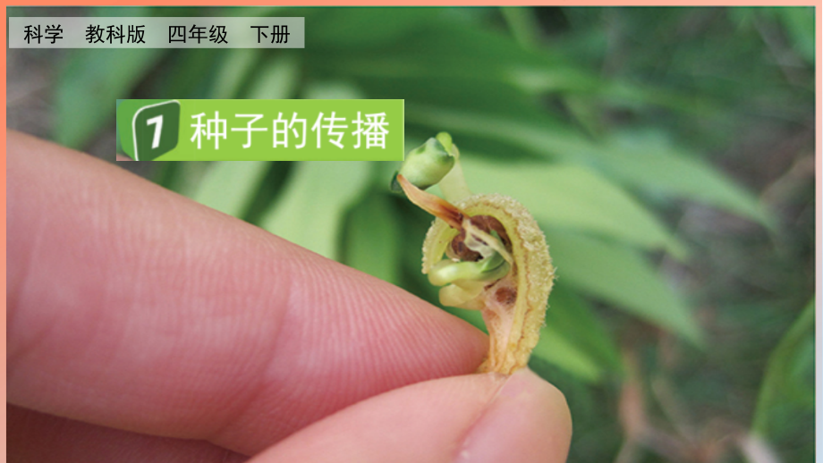 教科版四下科學1.7 種子的傳播 課件含視頻素材.rar