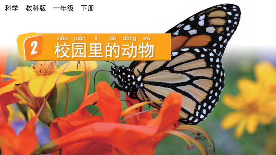 教科版一下科學(xué)2.2 校園里的動(dòng)物 課件含視頻素材.rar