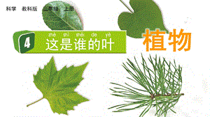 教科版一上科學(xué)1.4 這是誰的葉 課件.pptx