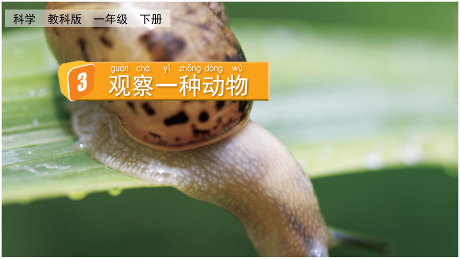 教科版一下科學2.3 觀察一種動物 課件含視頻素材.rar