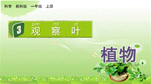 教科版一上科學(xué)1.3 觀察葉 課件.pptx