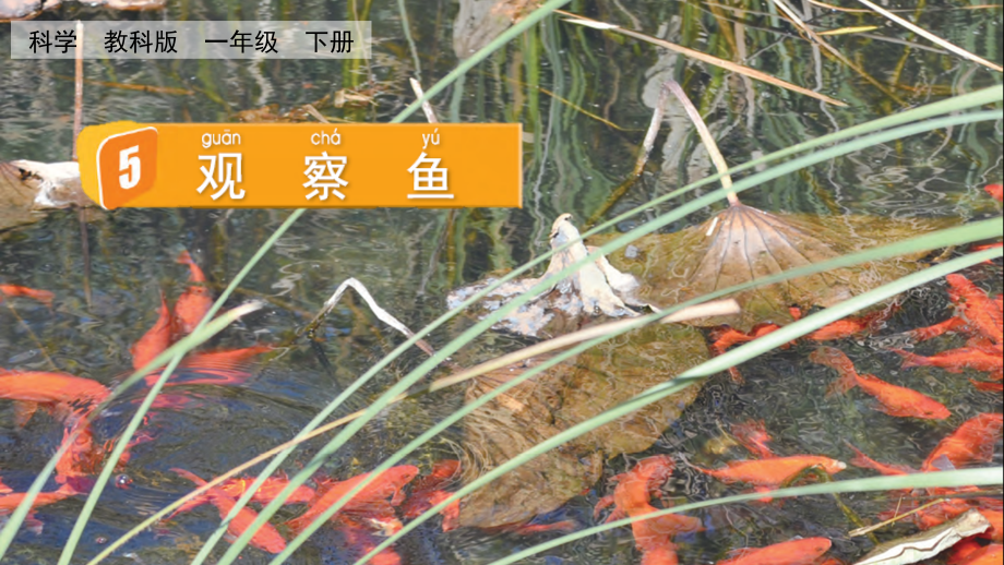 教科版一下科學(xué)2.5 觀察魚 課件含視頻素材.rar
