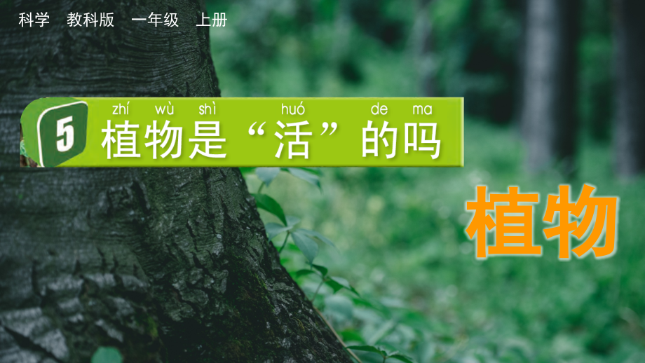 教科版一上科學(xué)1.5 植物是活的嗎 課件.rar