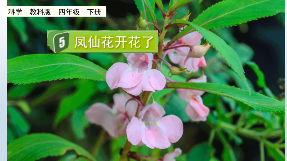 教科版四下科學1.5 鳳仙花開花了 課件含視頻素材.rar