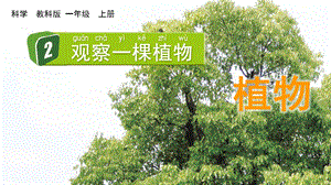 教科版一上科學1.2 觀察一棵植物 課件.pptx